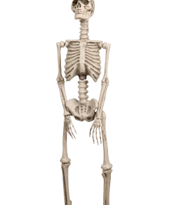 Boland Human Skeleton Decoration Accessories