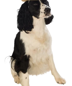 Rubies Brown Dog Cowboy Hat Accessories